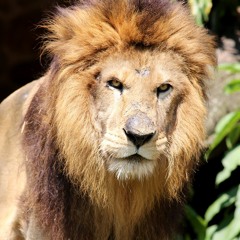 IRON LION ZION (STP RMX) - BOB MARLEY