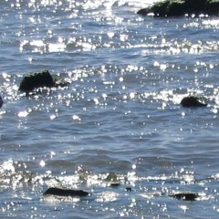 A La Plage - Homage To Debussy