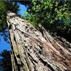 Wood Stone Feather And Bone