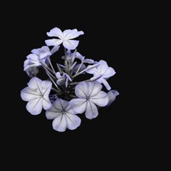 MAY