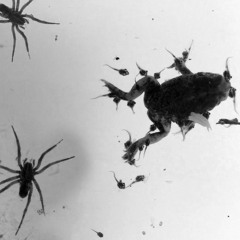 tiny frogs vs giant spiders