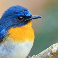 Free Bird Cover (Part 1)