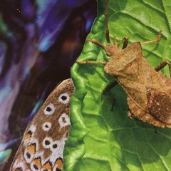 BaaAAby (Poncho Cover)