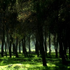 Ursine Forest
