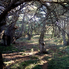 Forests Of The World: AAO - Al Shouf Cedar Reserve - Lebanon