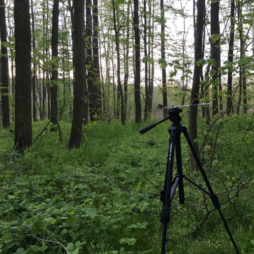 Forests Of The World: Tomas Senkyrik - Placek - Czech Republic