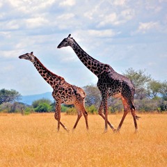 Safari with Andonis and Vasili