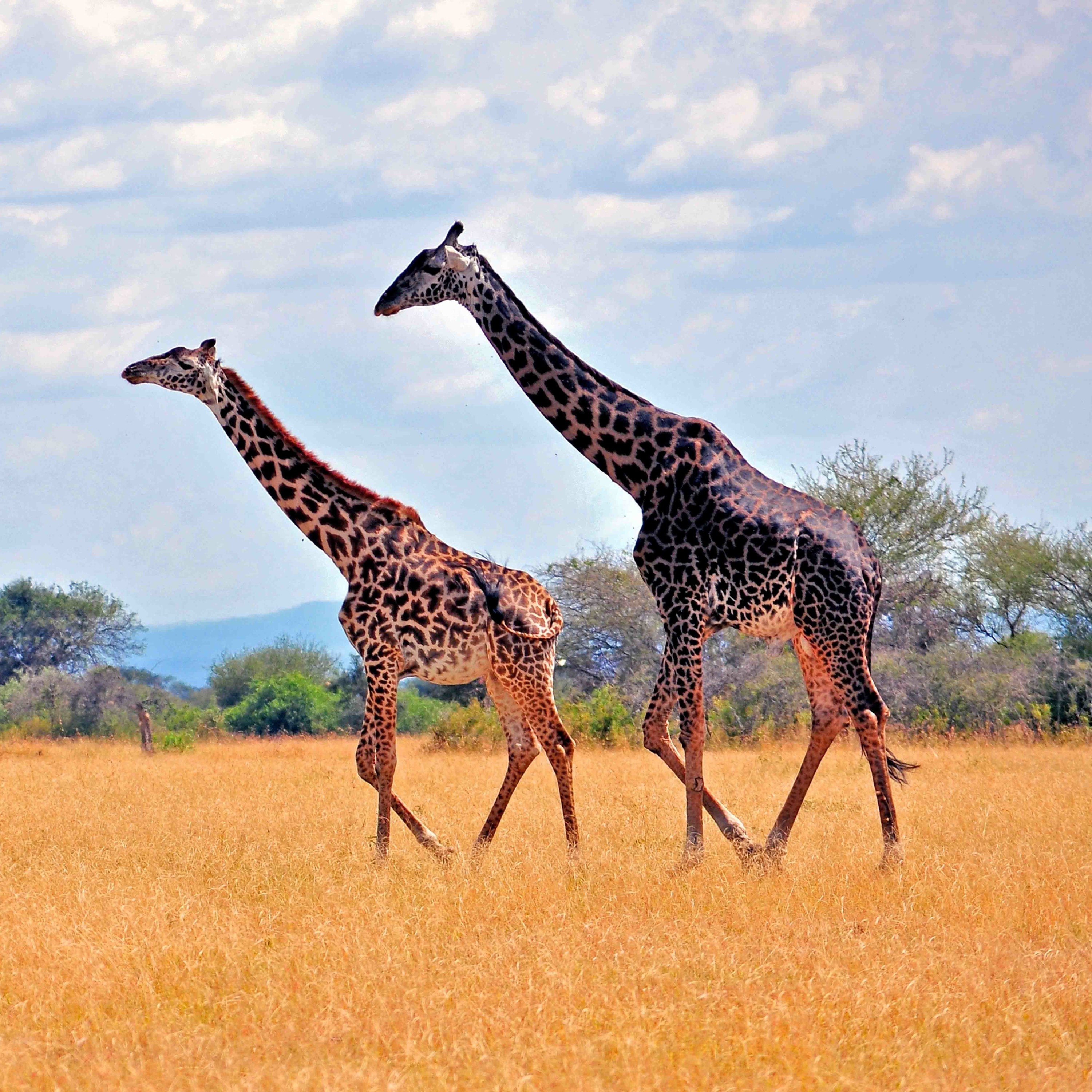 Safari with Andonis and Vasili episode artwork