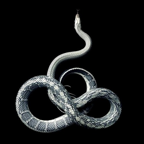 David Meiser & Marc Solsona - Snake of the Ganges