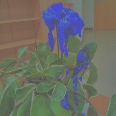 Nova: Blue Roses (feat. Big Ahk)