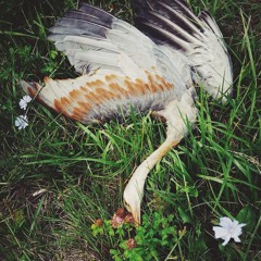 bird boss beats for birds (to make beats to) [BEAT TAPE]