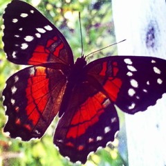 "Adiós Maripositas"- Arreglo: Alirio Diaz. Recp: Vicente E. Sojo