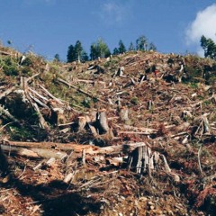 Ep. 9: Fighting for Clayoquot Sound & Vancouver Island's Last Great Forests