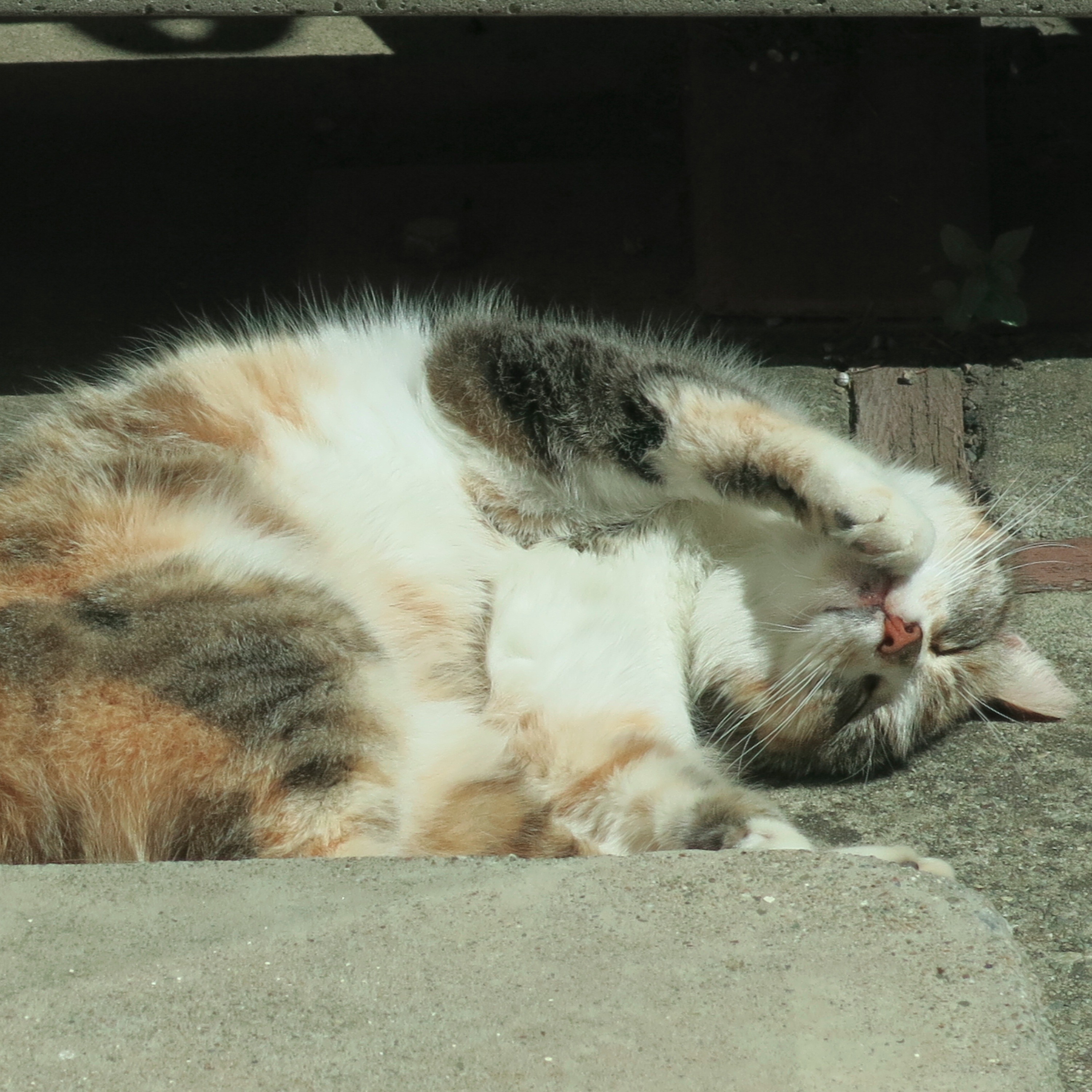 Cat Disgusted