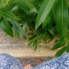 Dream a little dream of me (piano)