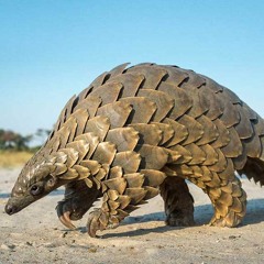 March Of The Pangolins