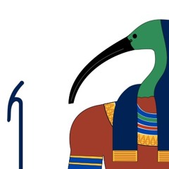 Threskiornis aethiopicus