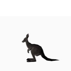 Black Kangaroo