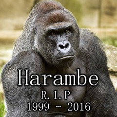 RIP HARAMBE
