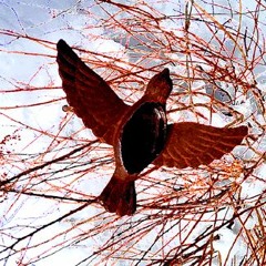 The Donor - In RGamelan ElecTronic