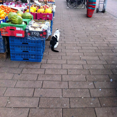 Stray Dog Strut