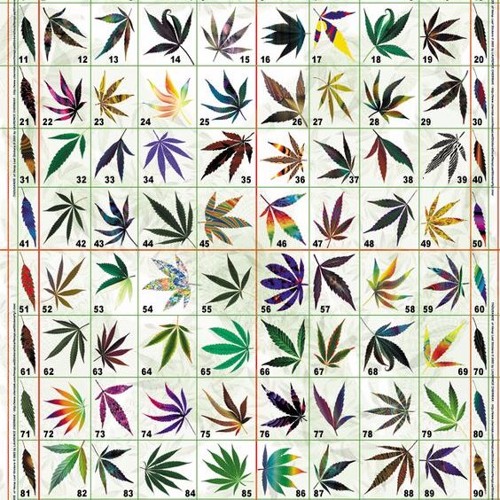 Jambassa Ft. Ranking Forrest - Want Rub A Dub