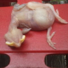 Seratonin Nightmares