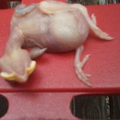 Guilded By Timetravels