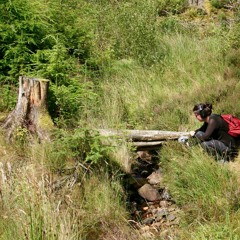 Forest, Distant Stream, Wind in Trees, Leaves, Birds, Grass Hoppers & Cicadas