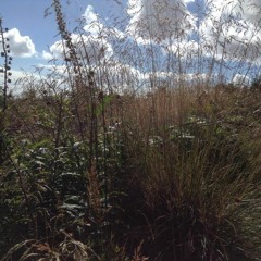 Windy field ambiance, Wind in Trees & Leaves
