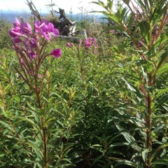 Forest ambiance, Wind in Trees & Leaves, Birds, Flies, Grass Hoppers & Cicadas
