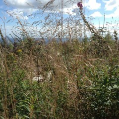 Forest ambiance, Wind in Trees & Leaves, Birds, Flies, Grass Hoppers & Cicadas 02