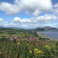 Forest, Distant Waterfall, Wind in Trees, Leaves, Birds, Grass Hoppers & Cicadas