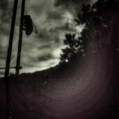 Kleiner Sandhüpfer (Talitrus saltator)