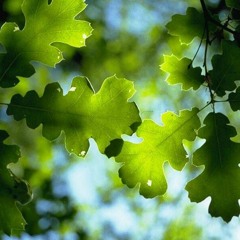 JT Fresh feat. Katiko Purtseladze - "Ой, на горі два дубки"