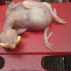 Thunderstorm Puddle Dancer