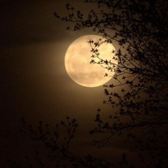 E.S. Posthumus - Moonlight Sonata