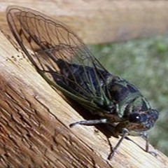 Cicada