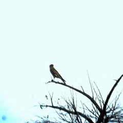 cancion de la mañana