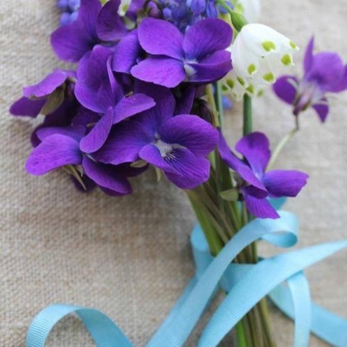 ام كلثوم - هلت ليالى القمر - حفلة مميزة و رائعة - HD