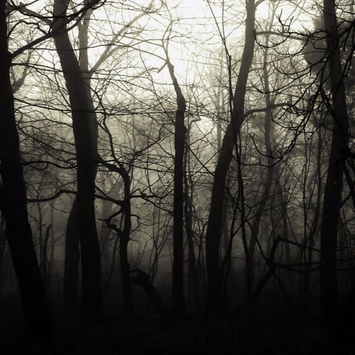 Peter Jaczewski - Phantom Forest
