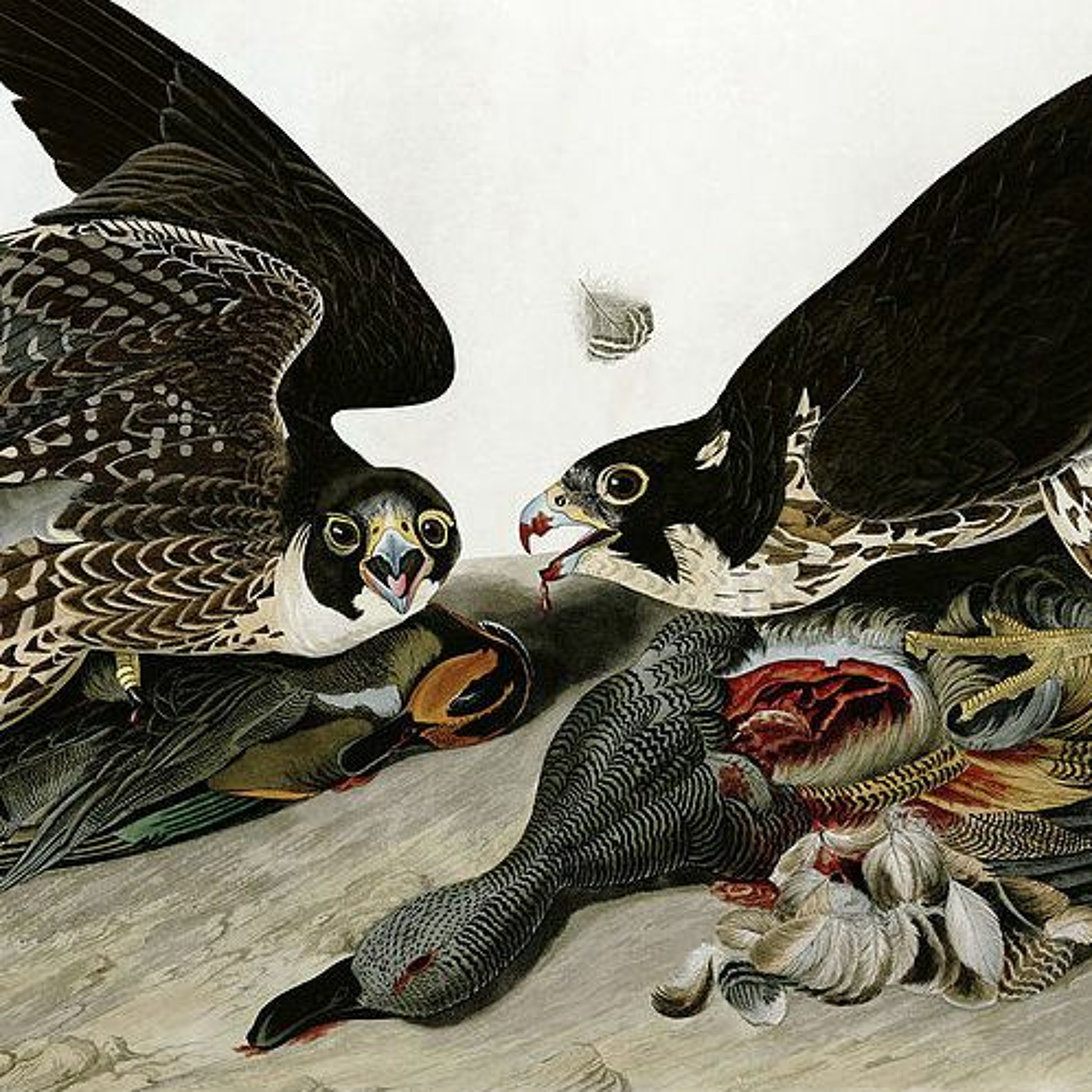 Episode 1 — Peregrine Falcon