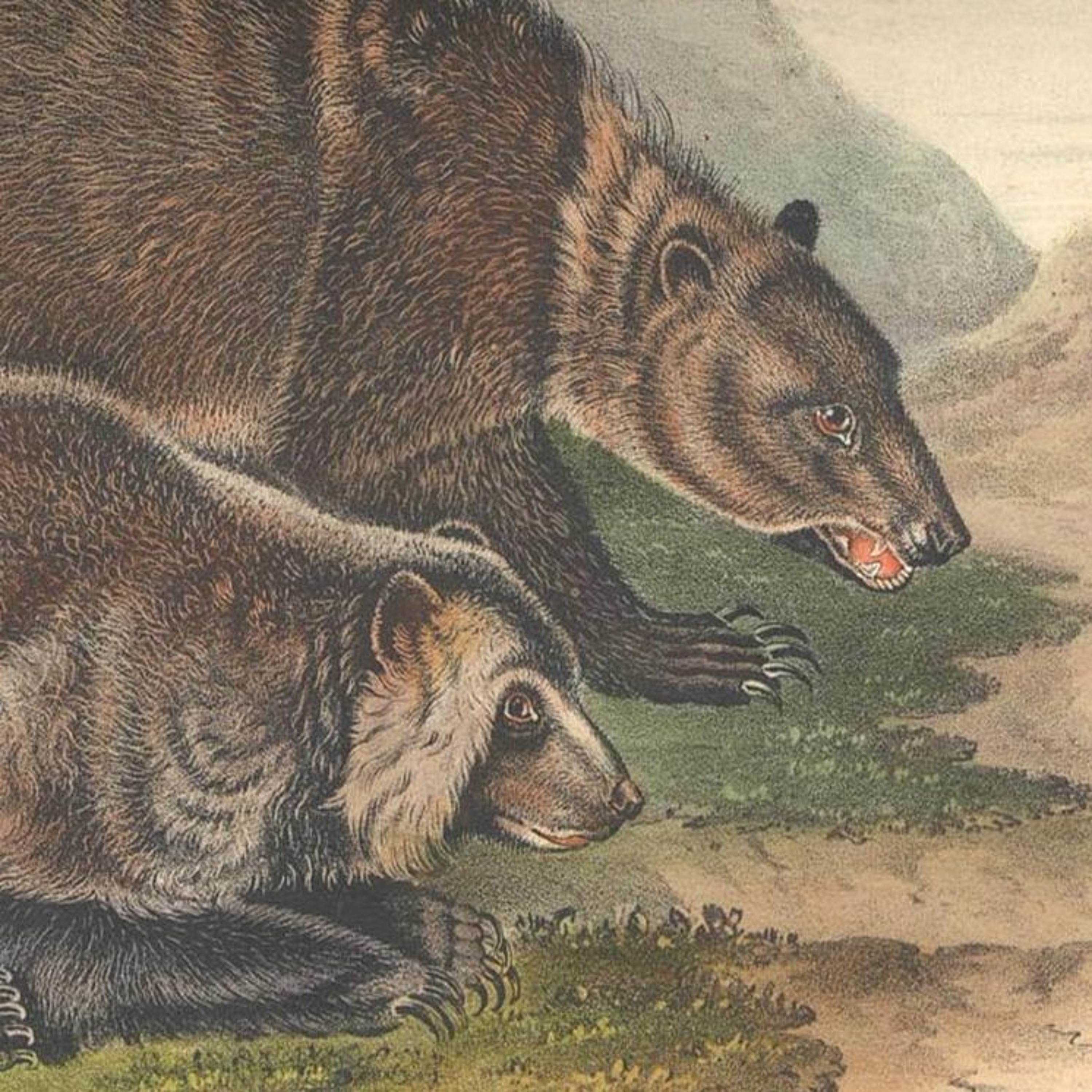 Episode 2 — Grizzly Bear