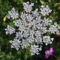 Rude Boy Jamaica Instrumental - (Eek - A-Mouse) Remix By ChillbeatsProductions