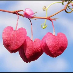 Opekkha By Laura Jhal Muri Album