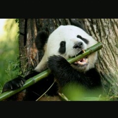 Panda Remix ft Stixky Shine