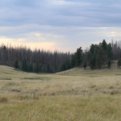 Wolves on a windy morning