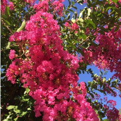 La Lagerstroemia (Mazurka)