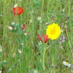 Whiskey For Breakfast