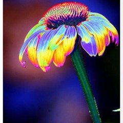 Bungalo Dub Ft. Jah Natton - Zion